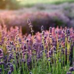 lavender, the smell of, flowers, lavender fields, purple flowers, flower background, flower, flora, beautiful flowers, flower wallpaper, lavender garden, nature