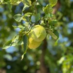 Close-up of ripe citrons hanging on a tree branch against a sunny backdrop.